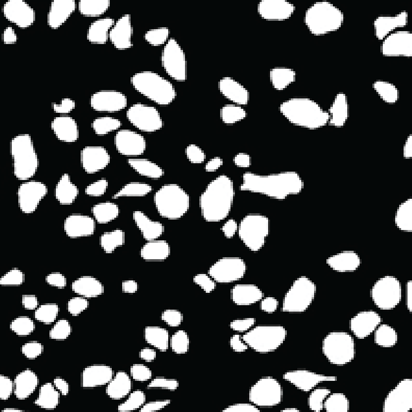 Cell Segmentation + Embedding